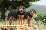 AIREDALE TERRIER 323
